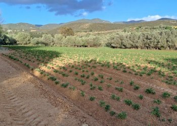 verso est - Terreno agricolo Via dei Gladioli, Quartucciu - foto 25