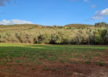 verso est - Terreno agricolo Via dei Gladioli, Quartucciu - foto 26