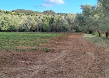 verso est - Terreno agricolo Via dei Gladioli, Quartucciu - foto 27