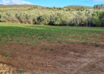 verso est - Terreno agricolo Via dei Gladioli, Quartucciu - foto 28