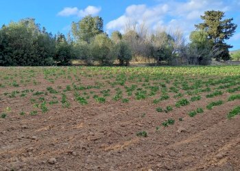 fianco via gladioli - Terreno agricolo Via dei Gladioli, Quartucciu - foto 29