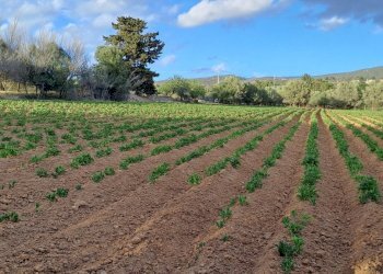 fianco via gladioli - Terreno agricolo Via dei Gladioli, Quartucciu - foto 30