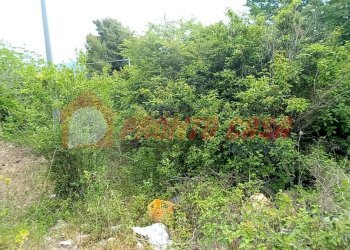 Terreno agricolo Strada Provinciale 528, Vico del Gargano - foto 7