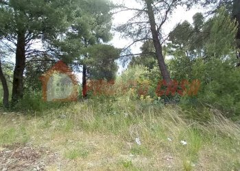 Terreno agricolo Strada Provinciale 528, Vico del Gargano - foto 8