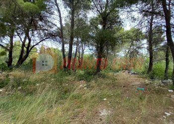 Terreno agricolo Strada Provinciale 528, Vico del Gargano - foto 9