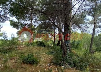 Terreno agricolo Strada Provinciale 528, Vico del Gargano - foto 10