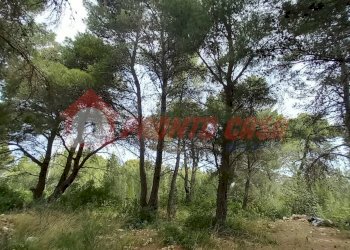 Terreno agricolo Strada Provinciale 528, Vico del Gargano - foto 11