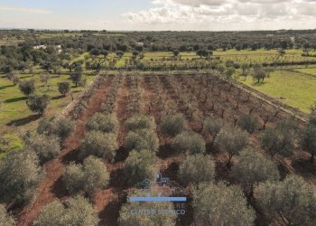 150150.jpg - Villa contrada sierri, Carovigno - foto 10