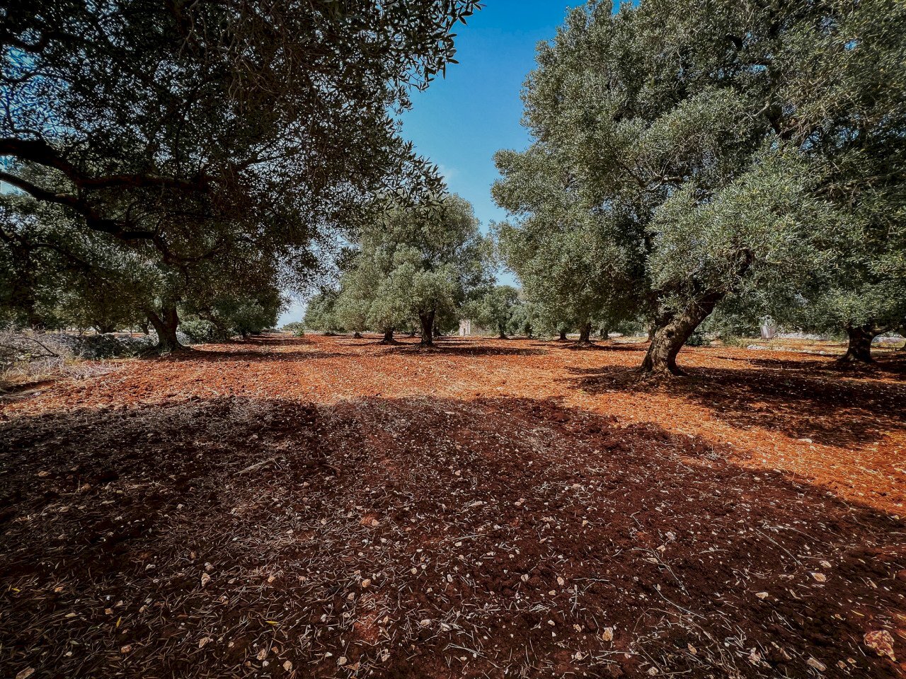 g.l.-2.jpg - Rustic contrada fatima, Carovigno - photo 2