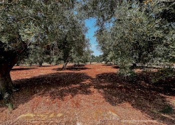 g.l.-1.jpg - Rustico contrada fatima, Carovigno - foto 1