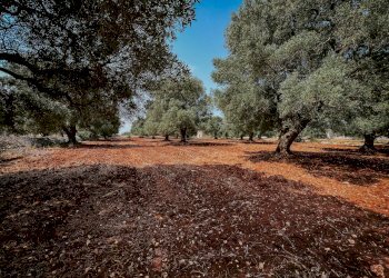 g.l.-2.jpg - Rustico contrada fatima, Carovigno - foto 2