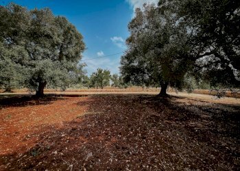 g.l.-4.jpg - Rustico contrada fatima, Carovigno - foto 3