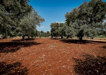 g.l.-5.jpg - Rustico contrada fatima, Carovigno - foto 4