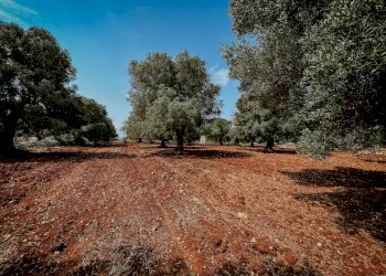 g.l.-6.jpg - Rustico contrada fatima, Carovigno - foto 5