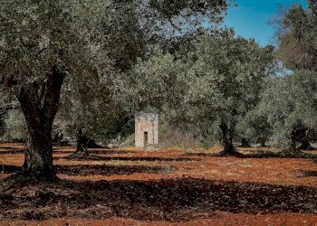 g.l.-7.jpg - Rustico contrada fatima, Carovigno - foto 6