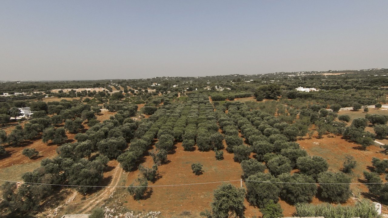 22.JPG.jpg - Terreno edificabile Contrada Santo ScaloneSANTO SCALONE snc, Ostuni - foto 1