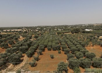 22.JPG.jpg - Terreno edificabile Contrada Santo ScaloneSANTO SCALONE snc, Ostuni - foto 1