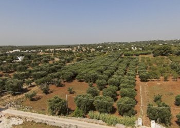 23.JPG.jpg - Terreno edificabile Contrada Santo ScaloneSANTO SCALONE snc, Ostuni - foto 2