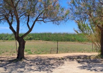 ingresso (1).jpg - Terreno agricolo Quartu Sant'Elena - foto 2