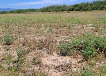 verso est (1).jpg - Terreno agricolo Quartu Sant'Elena - foto 7