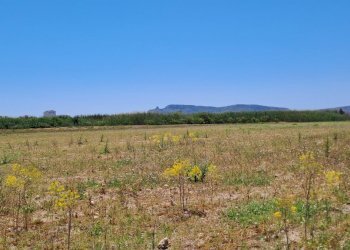 verso sud  (2).jpg - Terreno agricolo Quartu Sant'Elena - foto 14