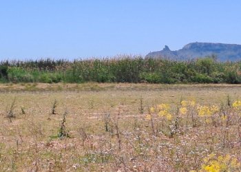 verso sud  (3).jpg - Terreno agricolo Quartu Sant'Elena - foto 15