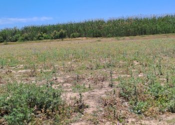 verso sud  (4).jpg - Terreno agricolo Quartu Sant'Elena - foto 16