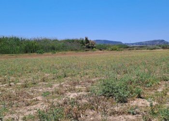 verso sud ovest (2).jpg - Terreno agricolo Quartu Sant'Elena - foto 18