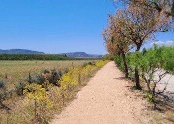 verso sud ovest fianco viale (1).jpg - Terreno agricolo Quartu Sant'Elena - foto 19