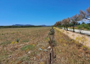 verso sud ovest fianco viale (2).jpg - Terreno agricolo Quartu Sant'Elena - foto 20