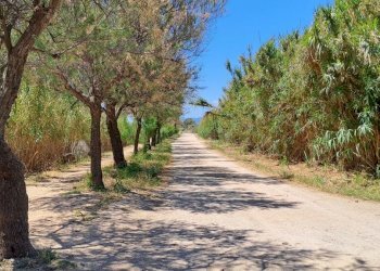 verso sud ovest fianco viale (4).jpg - Terreno agricolo Quartu Sant'Elena - foto 21
