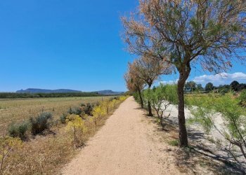 verso sud ovest fianco viale (3).jpg - Terreno agricolo Quartu Sant'Elena - foto 1