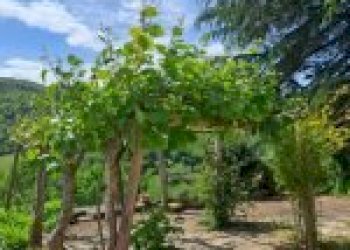 Terreno agricolo Santo Stefano Belbo - foto 34