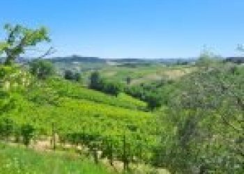 Azienda agricola Santo Stefano Belbo - foto 51