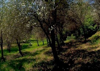 terreno - Villa via della Villa, 41/A, Vignolo - photo 45