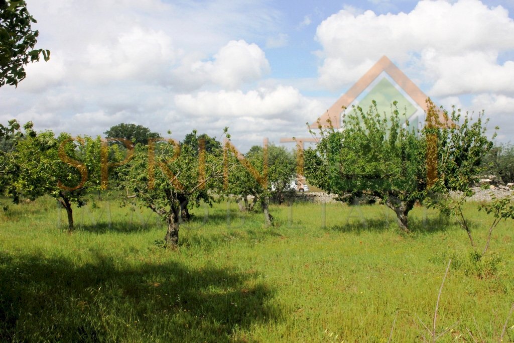 IMG_3464.jpg - Terreno agricolo Monopoli - foto 3