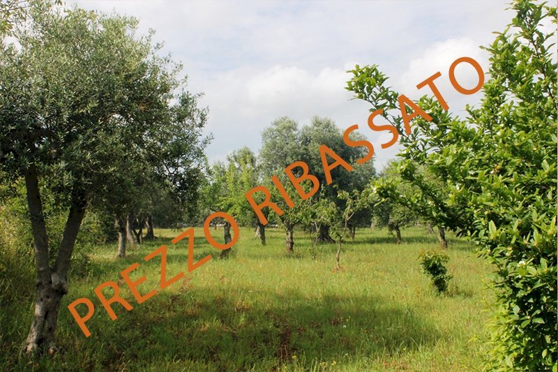 stringa ribassato.jpg - Terreno agricolo Monopoli - foto 1