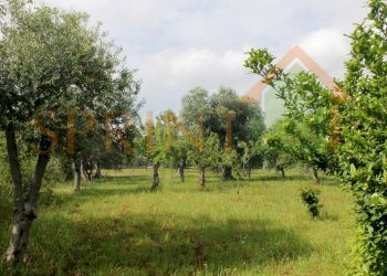 IMG_3465.jpg - Terreno agricolo Monopoli - foto 2