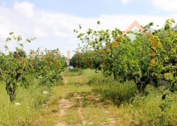 IMG_3470.jpg - Terreno agricolo Monopoli - foto 4