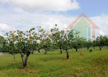 IMG_3472.jpg - Terreno agricolo Monopoli - foto 5