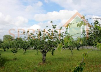 IMG_3473.jpg - Terreno agricolo Monopoli - foto 6