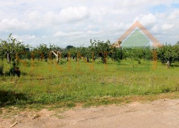 IMG_3474.jpg - Terreno agricolo Monopoli - foto 7