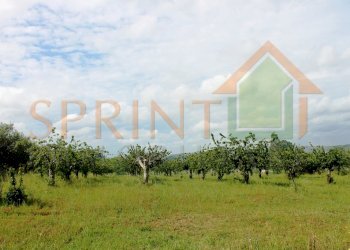 IMG_3475.jpg - Terreno agricolo Monopoli - foto 8