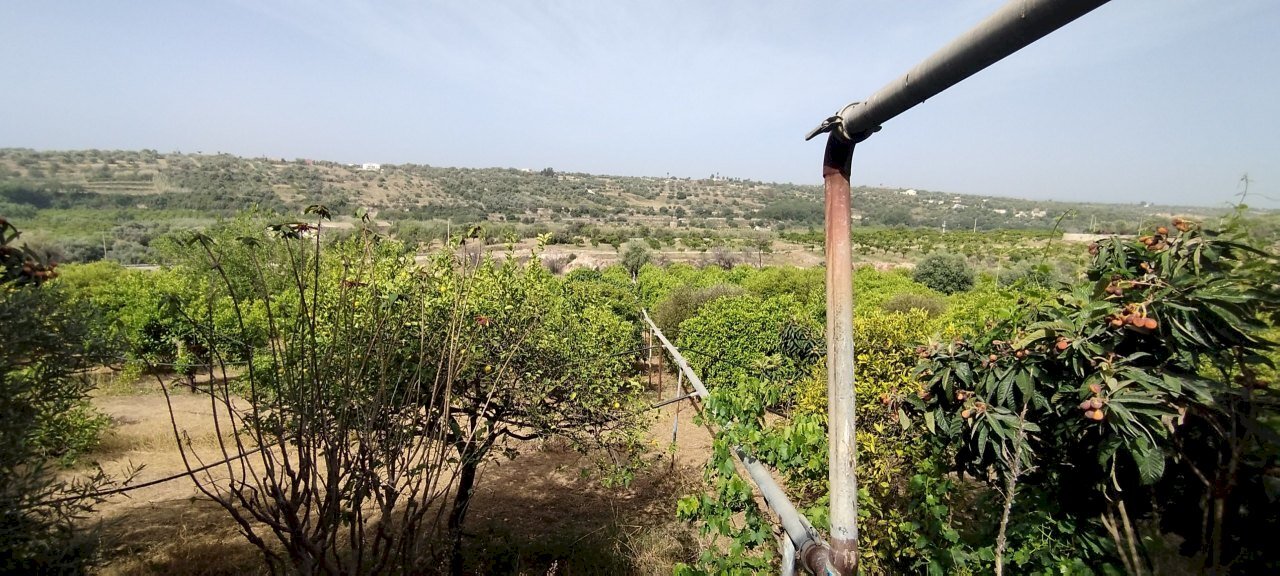 IMG_20240521_092421.jpg - Terreno agricolo Siracusa - foto 2