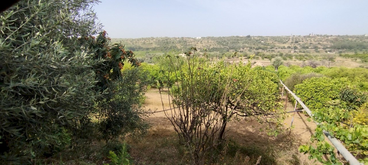 IMG_20240521_092425.jpg - Terreno agricolo Siracusa - foto 3