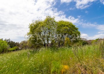 Terreno Viagrande (12).jpg - Terreno edificabile Via dei Belfiore 4, Valverde - foto 12