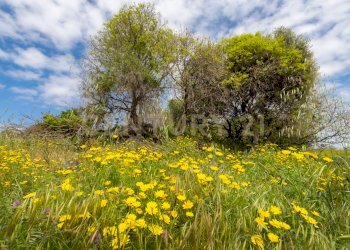 Terreno Viagrande (17).jpg - Terreno edificabile Via dei Belfiore 4, Valverde - foto 17