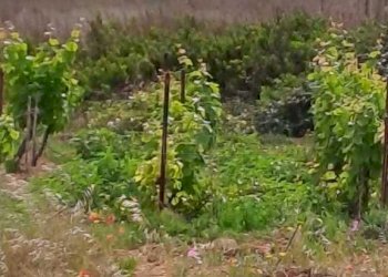 95524062-27c0-4122-9016-b44ce6ae0179.jpg - Casa indipendente Petrosino - foto 22