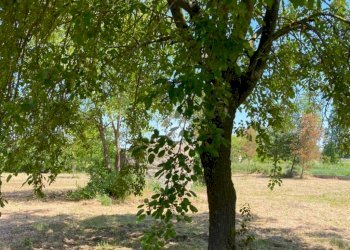 Rustic Via san marina, Bentivoglio - photo 19