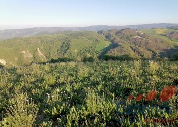 Terreno agricolo Loiano - foto 1